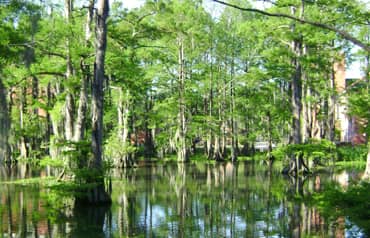 Louisiana landscape