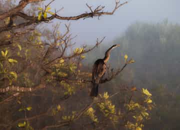 ウルル-カタ・ジュタ国立公園