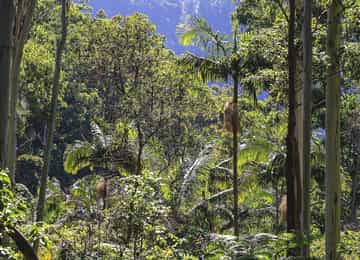 オーストラリアのゴンドワナ雨林